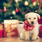 4 Gifts For Pets