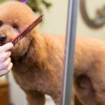 5 Types Of Haircut For Dogs