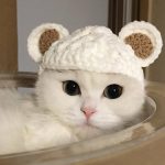 All You Need To Know About Felt Cat Fur