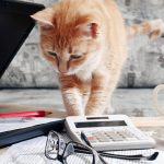 Amazing Benefits Of Reading Adoption Pet News