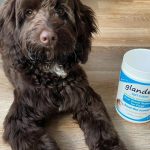 Benefits Of Anal Gland Soft Chew Dog Supplement