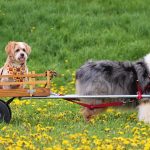 Benefits Of Good Dog Health