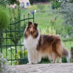 Benefits Of Rearing A Rosemary Dog