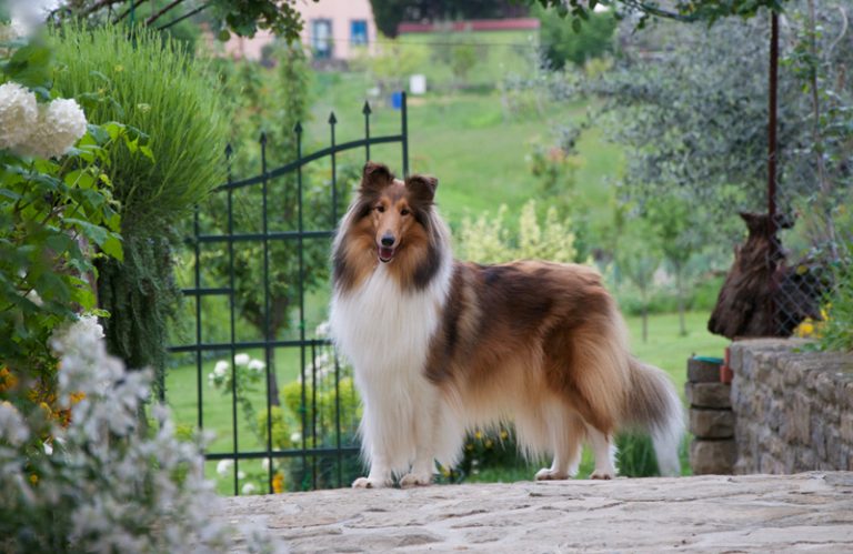 Benefits Of Rearing A Rosemary Dog – Filter Online Reviews