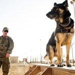 Best And Comfortable Dog Training Tips