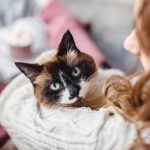 Boswellia Cat Supplement Is Essential For A Cat