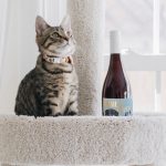 Common Cat Health Problems