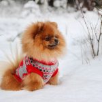 Factors To Consider Before Buying Dog Clothes