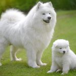 How To Choose The Best Dog Breed