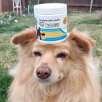 How To Choose The Best Dog Vitamins For Your Furry Friend