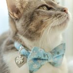 How To Find The Best Cat Collar