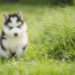 How To Improve Your Puppy Socialization