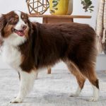 How To Rear An Australian Shepherd