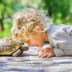 How To Take Care Of Turtle Pets