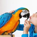 How To Take Care Of Your Pet Bird