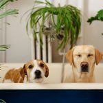 Importance Of Dog Grooming And Bathing