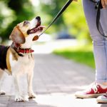 Importance Of Purchasing A Dog Leash