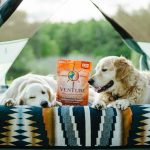 Key Factors To Consider When Choosing Dog Food