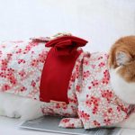 Key Things To Consider When Buying Cat Clothes