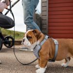 Reasons For Buying Dog Harness
