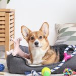 Reasons Why You Should Buy Dog Toys