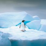 Reasons Why You Should Visit Happy Antarctica