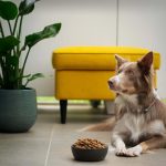 Steps For Choosing High-quality Dog Food For Your Pet