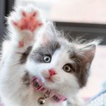 The Best Cat Ownership Guide