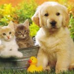 Tips For A Successful Pet Adoption