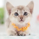 Tips For Buying The Best Small Cats Leaderboard