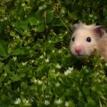 Tips On How To Find A Lost Hamster