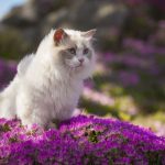 Tips On Improving The Cat’s Immune System