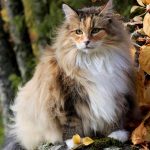 Top 5 Cat Whisperers Who Can Help You Get Your Cat On Track!