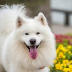Tops Ways On How Dogs Are Dewormed