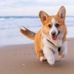 A Guide To Corgi Care