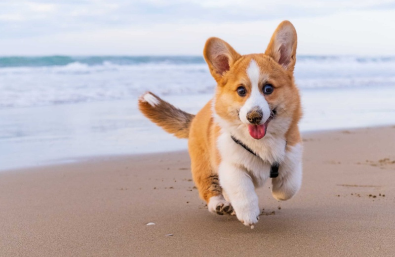 A Guide To Corgi Care