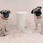 Advantages Of Dog Bowls & Feeders