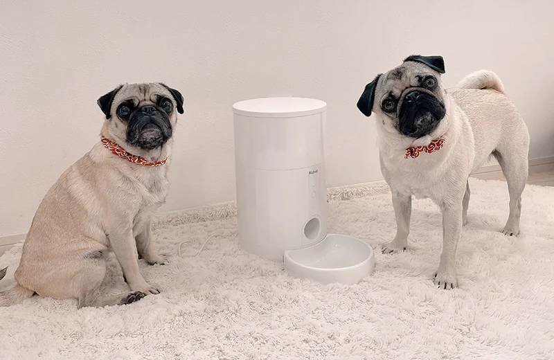 Advantages Of Dog Bowls & Feeders