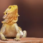 All You Need To Know About Bearded Dragon