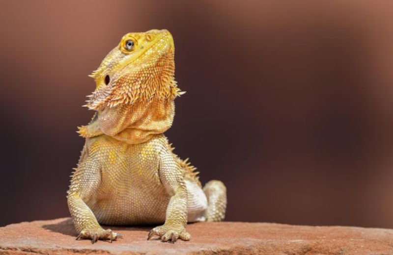 All You Need To Know About Bearded Dragon