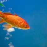 All You Need To Know About Fish Health