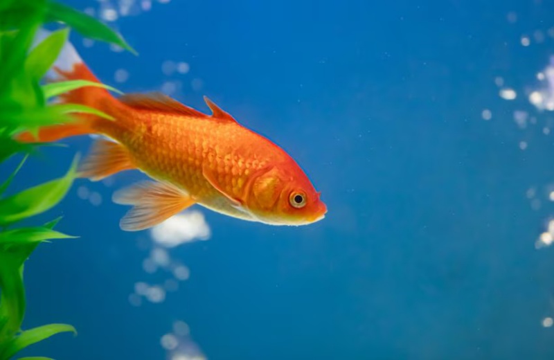 All You Need To Know About Fish Health