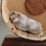 Behavioral Analysis Of Hamsters For Daily Life