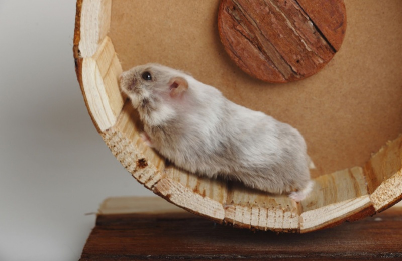 Behavioral Analysis Of Hamsters For Daily Life