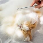 Benefits Of Cat Grooming