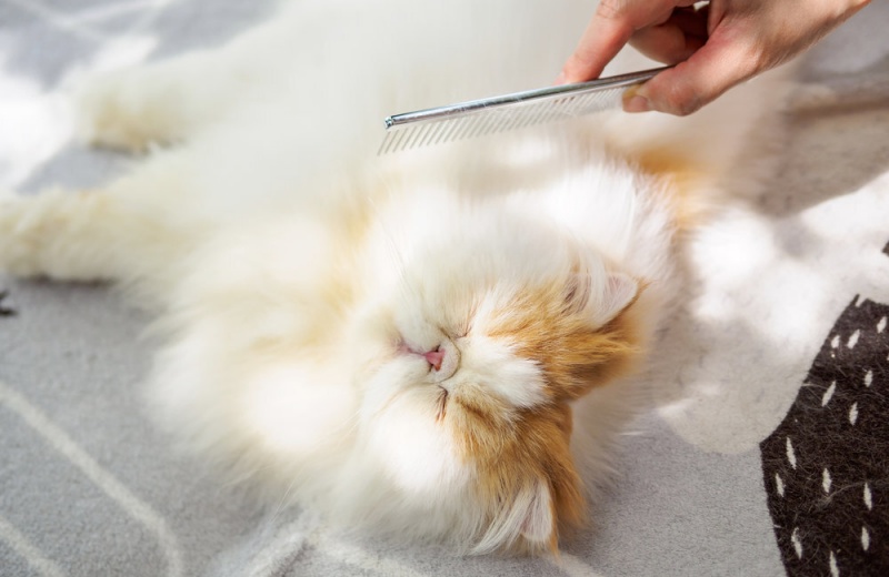 Benefits Of Cat Grooming