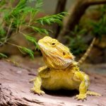 Can I Keep A Lizard As A Pet?