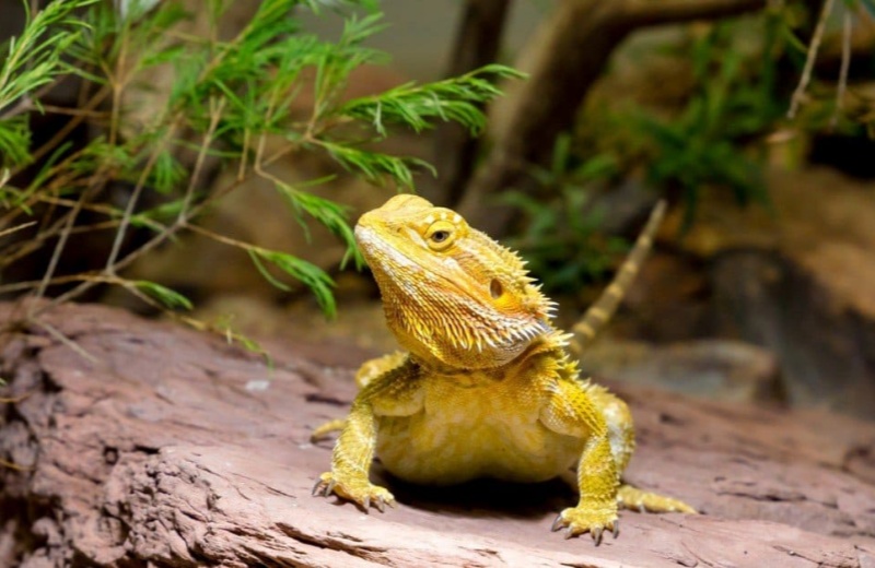 Can I Keep A Lizard As A Pet?