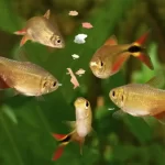 Characteristics Of Good Fish Food