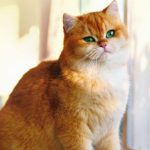 Choosing The Right Cat Will Make Life More Fun